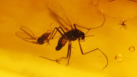 Mücken als Einschlüsse im Bernstein