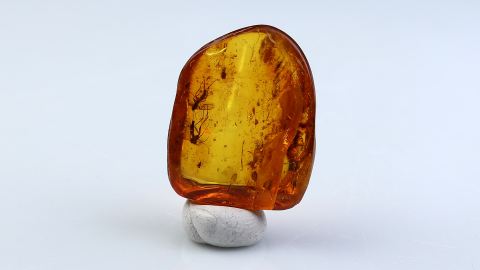 Mehrere Mücken als Inklusen im Bernstein