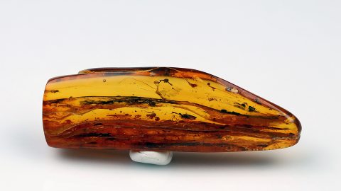 Ein Dutzend Einschlüsse im Bernstein