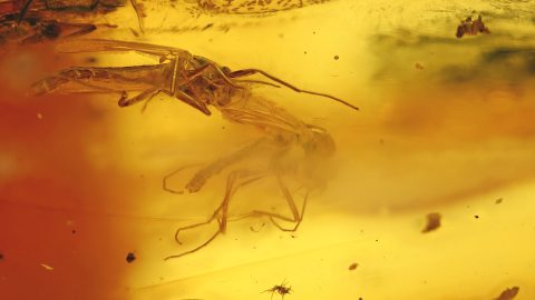 Mehrere Mücken im Baltischen Bernstein