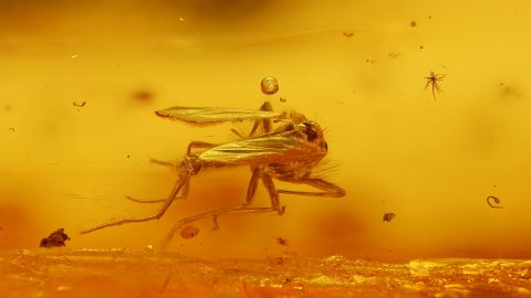 Mehrere Mücken als Inklusen