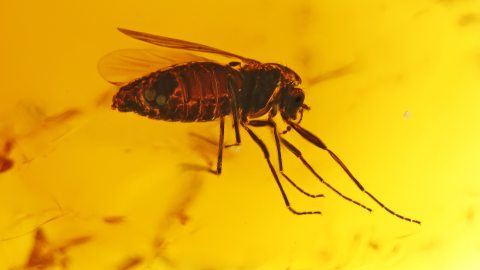 Mücken im Bernstein