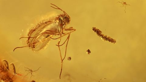 Lebermoos und Trauermücke als Einschlüsse im Baltischen Bernstein