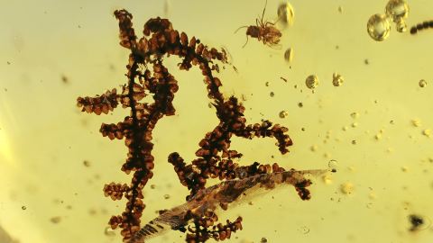 Moos, Lebermoos als Inkluse im Burma Bernstein