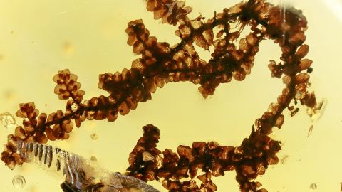 Lebermoos als Einschluss im Burma Bernstein