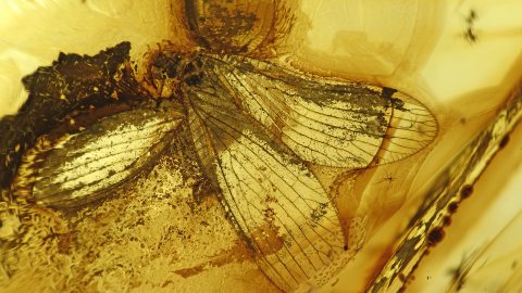 Netzflügler Sisyridae als Einschluss im Baltischen Bernstein