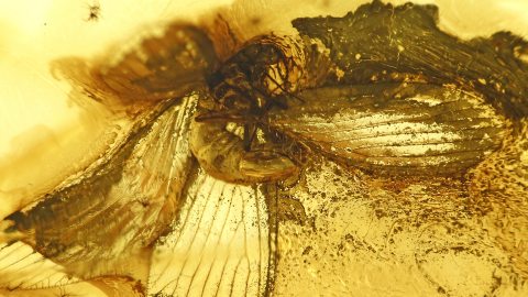 Sisyridae im Bernstein