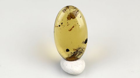 Exuvien Hülle im Bernstein