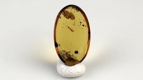 Netzflügler Larve Ascalaphidae als Einschluss im Bernstein