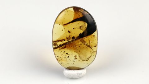 Netzflüglerlarve im Bernstein