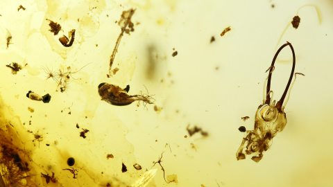 Netzflügler Larve als Inkluse im Burma Bernstein