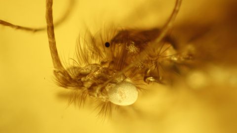 Phoresie im Bernstein