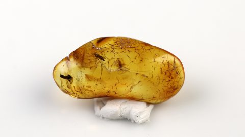 Pilz sowie mehrere Insekten als Einschlüsse