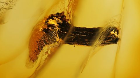 Pilz als Einschluss im Bernstein