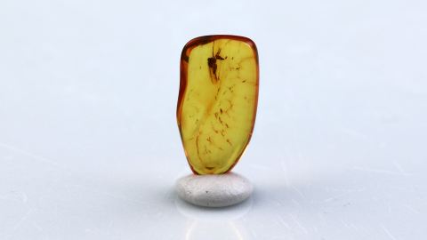 Pilzmücke  im Bernstein