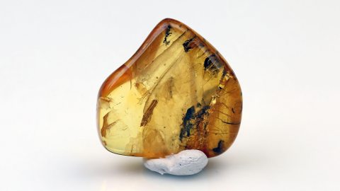 Pilzmücke im Bernstein