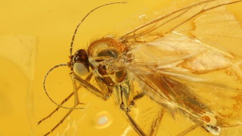 Pilzmücke als Inkluse