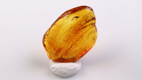 Pilzmücke als Inkluse im Bernstein