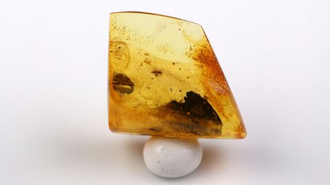 Mücke im Bernstein