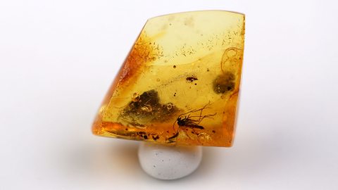 Pilzmücke als Inkluse