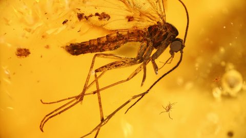 Pilzmücke als Einschluss im Baltischen Bernstein