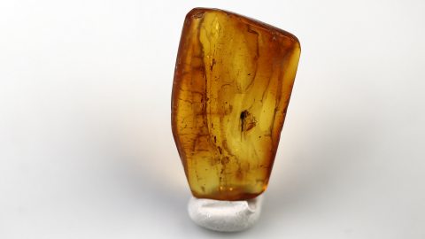 Pilzmücke als Inkluse