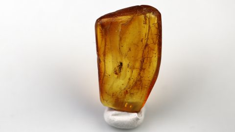 Mücke sowie weitere Einschlüsse im Bernstein