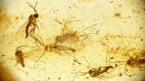 Mücken Schwarm als Einschluss im Bernstein