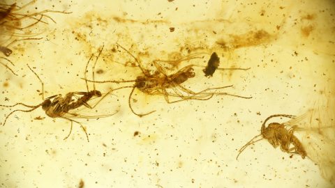 Pilzmücken als Massenfang im Bernstein