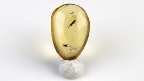 Bernstein mit Raubwanze