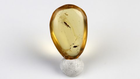 Raubwanze im Bernstein