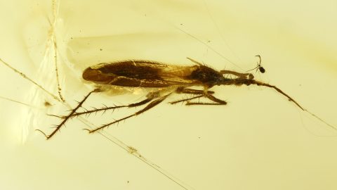 Raubwanze als Inkluse