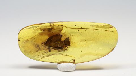 Riesenheuschrecke als Inkluse