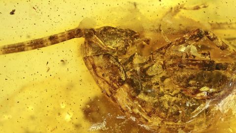 Riesenheuschrecke als Einschluss im Baltischen Bernstein