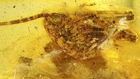 Riesenheuschrecke als Inkluse im Baltischen Bernstein