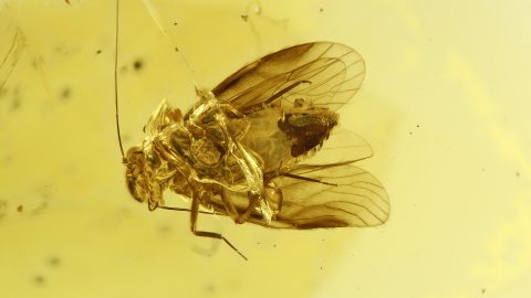 Baumlaus im Bernstein