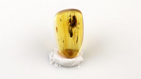 Rindenlaus im Bernstein