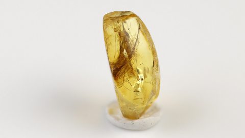 Säugerhaare im Bernstein