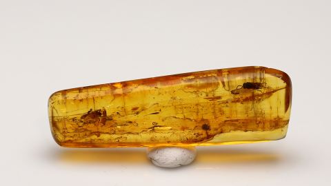 Bernstein mit Spinnen