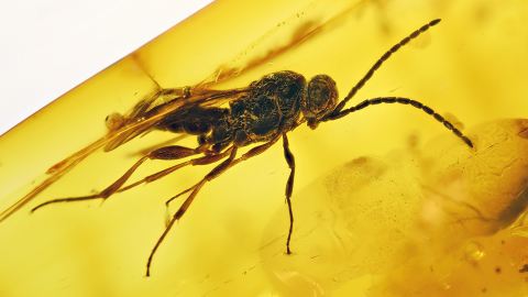 Schöne Wespe als Inkluse im Baltischen Bernstein