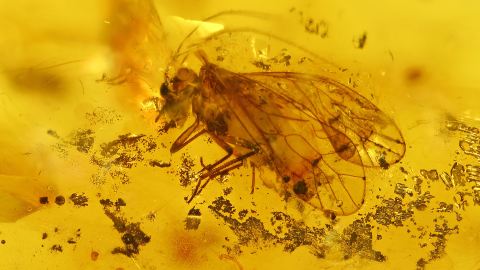 Blattfloh als Einschluss im Bernstein