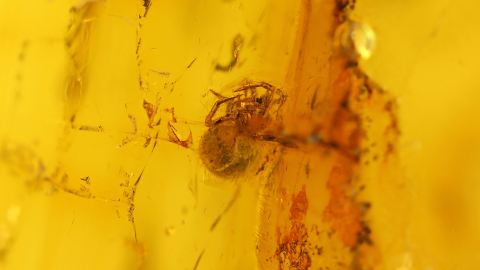 Spinne als Einschluss im Bernstein