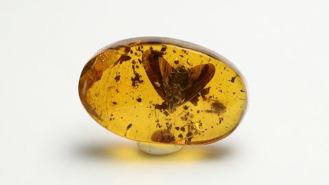 Zikade als Einschluss im Bernstein