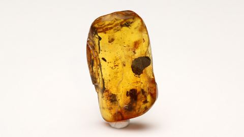 Larve und Schmetterling als Einschlüsse im Baltischen Bernstein