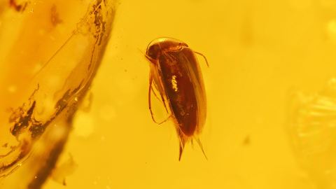 Schöner Käfer Käfer im Bernstein