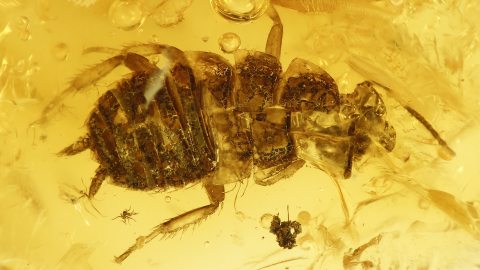 Schabe als Einschluss im Baltischen Bernstein