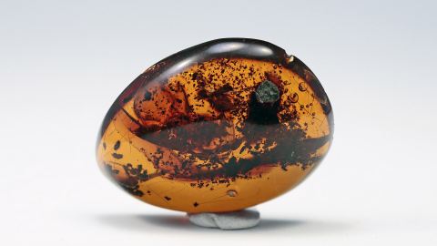 Mexikanischer Bernstein mit Pflanzen-Einschlüssen und Schabe