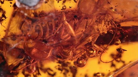 Seltene Schabe im Mexiko Bernstein