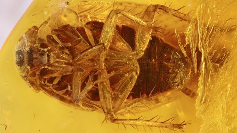 Schabe im Baltischen Bernstein