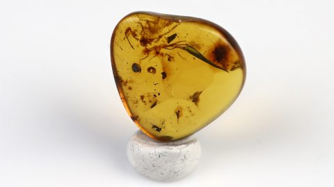 Skorpion Panzer als Einschluss im Burma Bernstein